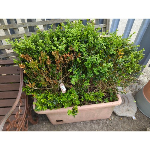 10 - Plastic trough with planted box hedge (buxus sempervirens) H75cm x L75cm 