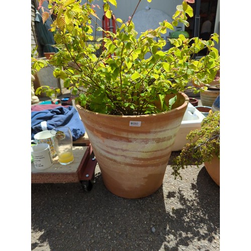 180 - Large terracotta pot with shrub contents. H46cm