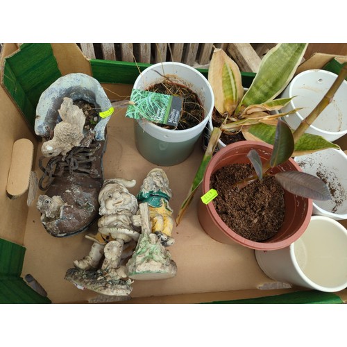 192 - Box of various indoor plant pots & plants