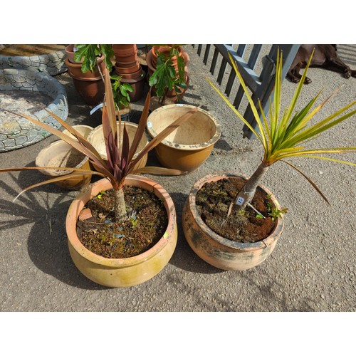 1A - 2 x small palms planted in terracotta pots dia 40cm