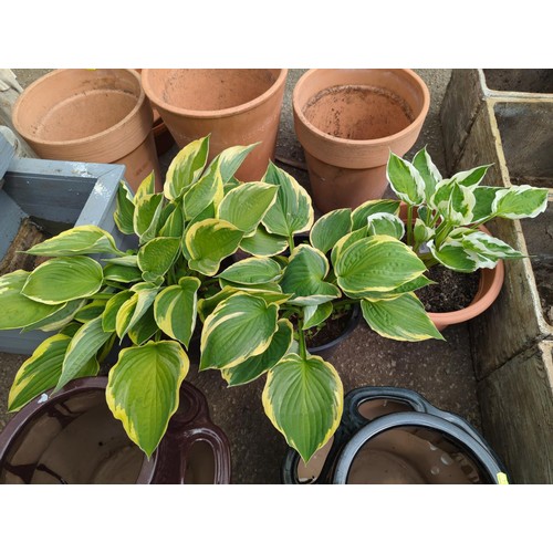 209 - Three variegated hosta in plastic pots