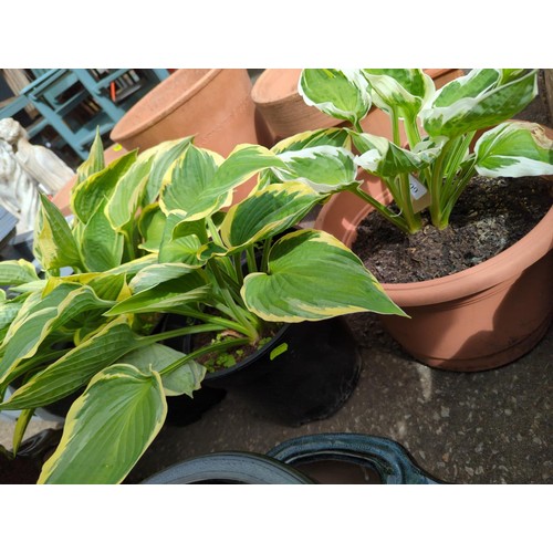 209 - Three variegated hosta in plastic pots