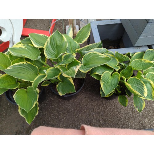 211 - Three variegated hosta in plastic pots