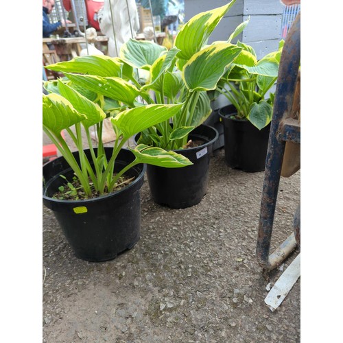 211 - Three variegated hosta in plastic pots