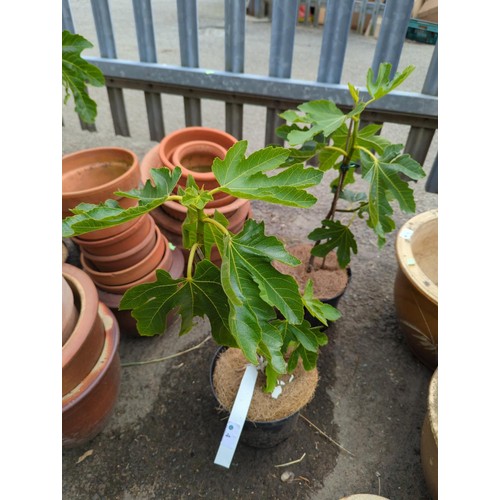 4 - 2 x potted fiscus plants (brown turkey)in plastic pots H54cm