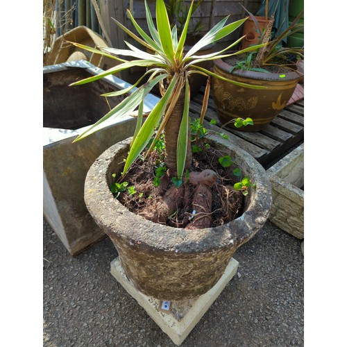 94 - Palm in concrete planter includes small pedestal D43cm