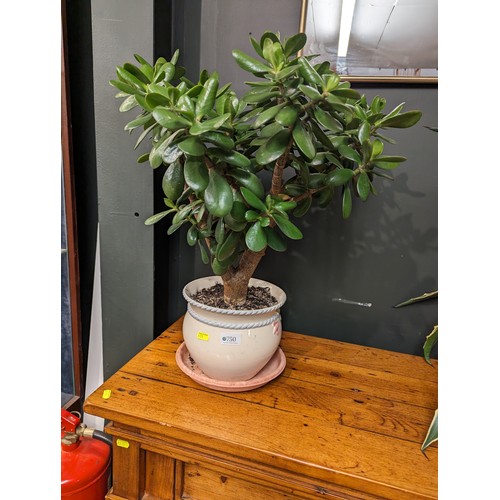 750 - Money plant in ceramic pot, overall height 60cm approx.