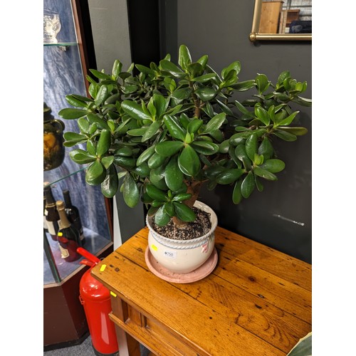 750 - Money plant in ceramic pot, overall height 60cm approx.