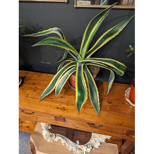 751 - Variegated Agave Americana in plastic pot, overall height  68cm approx. 