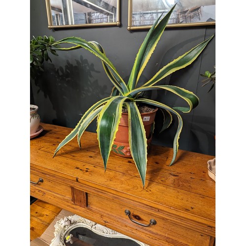 751 - Variegated Agave Americana in plastic pot, overall height  68cm approx. 