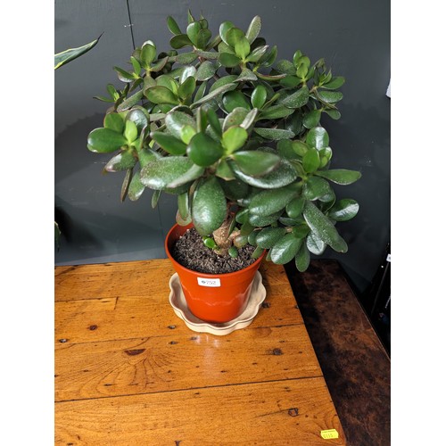 752 - Money plant in plastic pot with ceramic dish, overall height 56cm