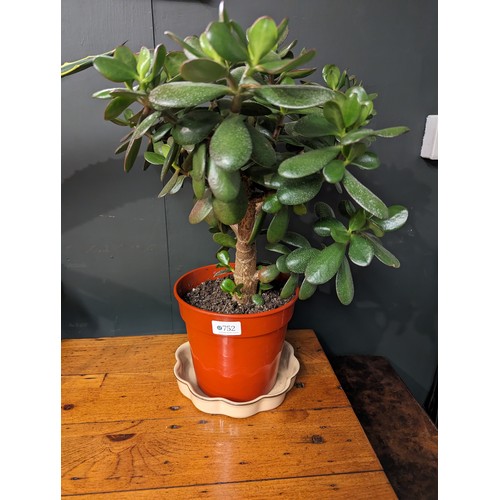 752 - Money plant in plastic pot with ceramic dish, overall height 56cm