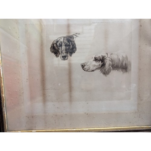 682 - Two framed  Maud and Earl prints of gun dogs, largest 58 x 51cm