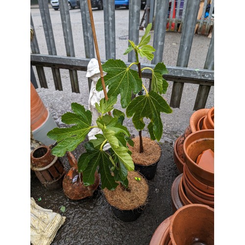 6 - 2 x potted ficus plants (brown turkey) in plastic pots