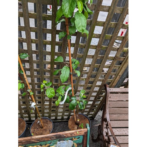 13 - Planted 'Sparten' apple tree H150cm