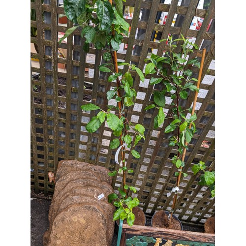 15 - Planted 'Sunrise' apple tree H170cm