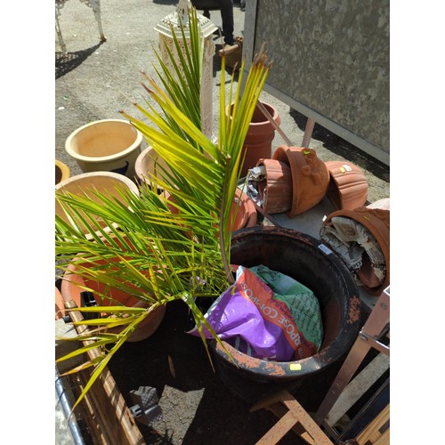 133 - Large terracotta pot painted black, with a palm tree in a bag. Pot ht 45cms, diam 45cms