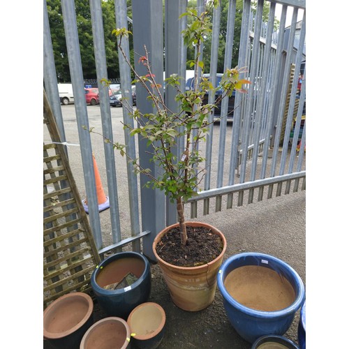 4 - Flowering Cherry Tree in large terracotta pot. Height approx 230cm.