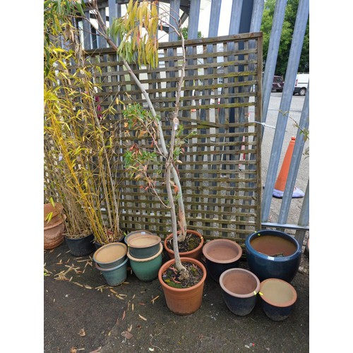 6 - 2 Eucalyptus in terracotta pots. Max height approx. 270cm.