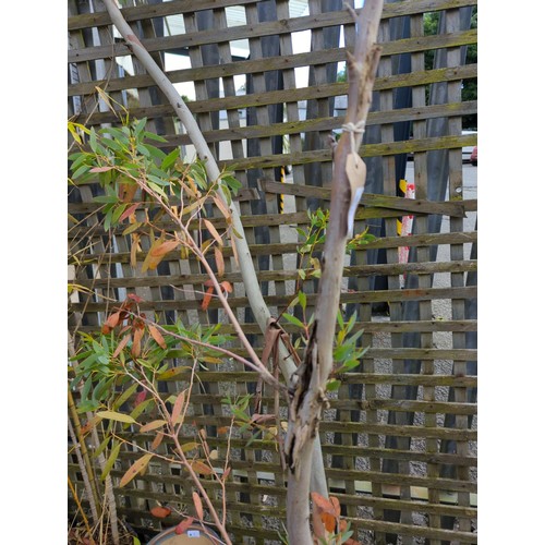 6 - 2 Eucalyptus in terracotta pots. Max height approx. 270cm.