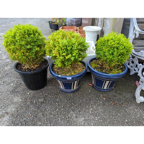 84 - 3 box plants. Two are potted in glazed pots, one  potted in plastic bucket. Diameter of glazed pots ... 