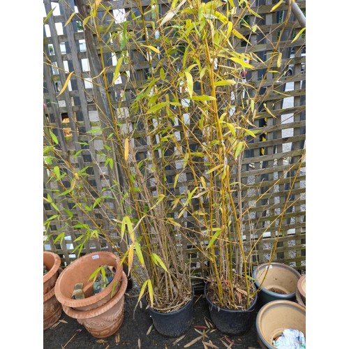 8 - 2 potted bamboo in plastic pots. Max height approx. 210cm.