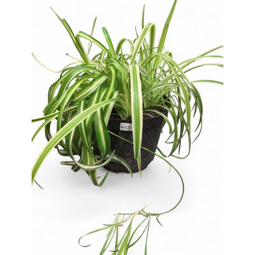 888 - Spider plant in plastic pot (pot 19cm ht.)