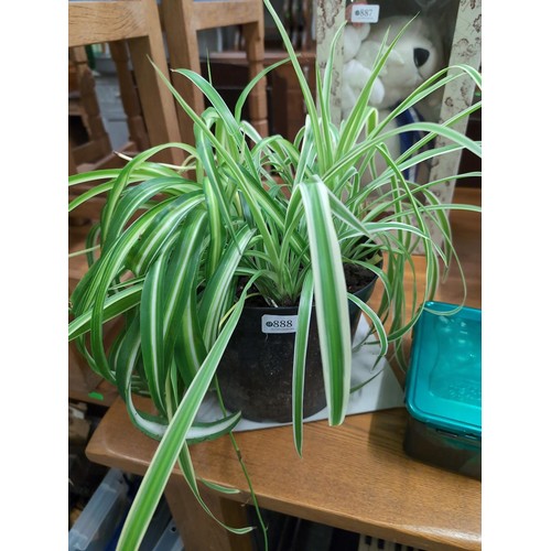 888 - Spider plant in plastic pot (pot 19cm ht.)