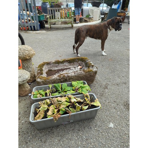 19 - Granite trough. W77cm D53cm H26cm