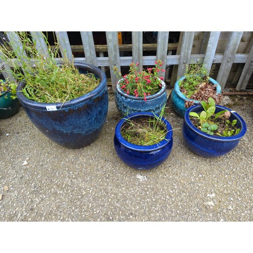 3 - 5x blue glazed garden planters. Largest H35cm D40cm. Includes contents inc. Fuchsia