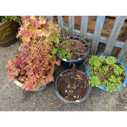 5 - 5x glazed garden planters with contents inc. Heuchera Caramel