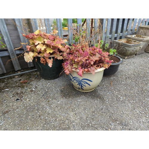 5 - 5x glazed garden planters with contents inc. Heuchera Caramel