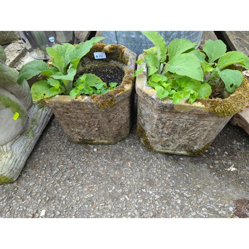 141 - 2 concrete planters with foxglove contents. H22cm (pots only)