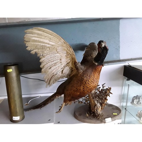 1260 - Taxidermy cock pheasant taking flight, ht 53cms, width 54cms