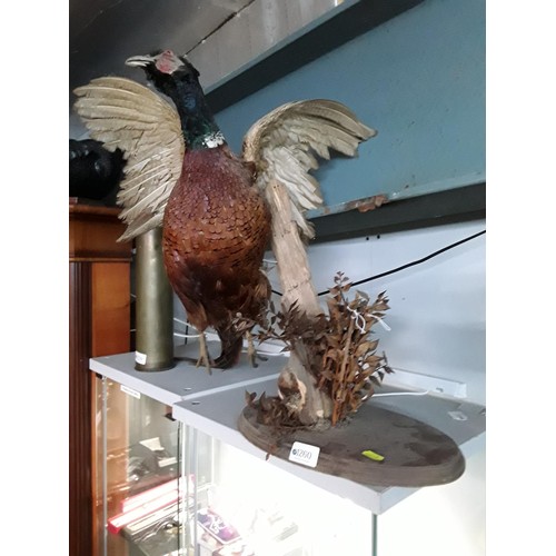 1260 - Taxidermy cock pheasant taking flight, ht 53cms, width 54cms