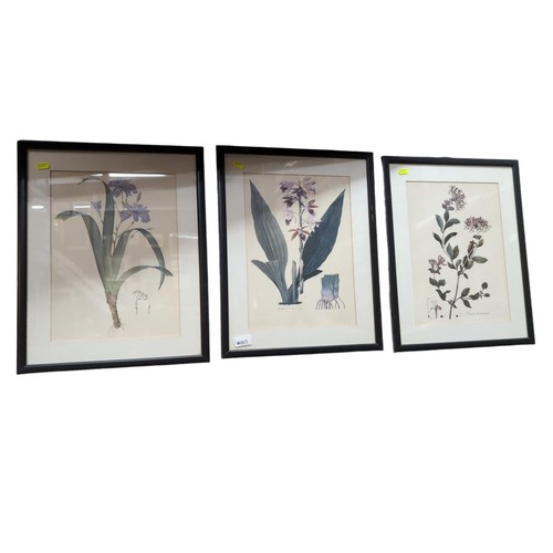 463 - 3 framed book plate style botanical prints, each 39.5 x 50 cms