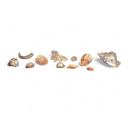 487 - Sea shells, coral & what appears to be a wild boar tusk