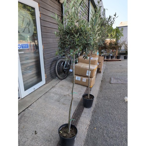 591 - Olea europaea /common olive tree. H160cmCultivationGrow in deep, fertile, sharply-drained soil in fu... 