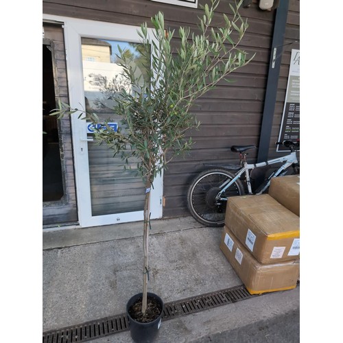 592 - Olea europaea /common olive tree. H180cmCultivationGrow in deep, fertile, sharply-drained soil in fu... 