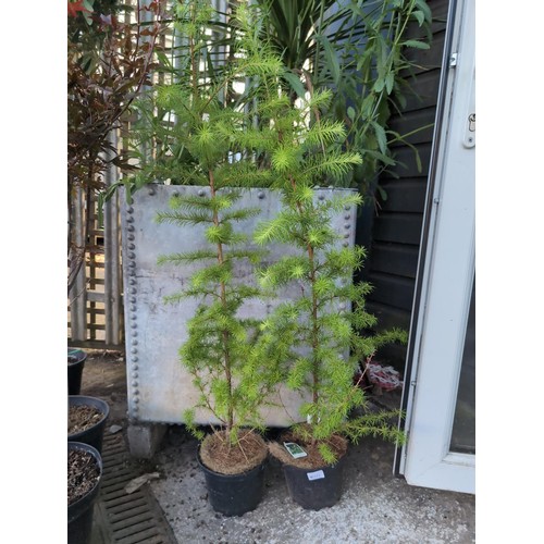 593 - 2x Larix kaempferi / Japanese larch. H100cm