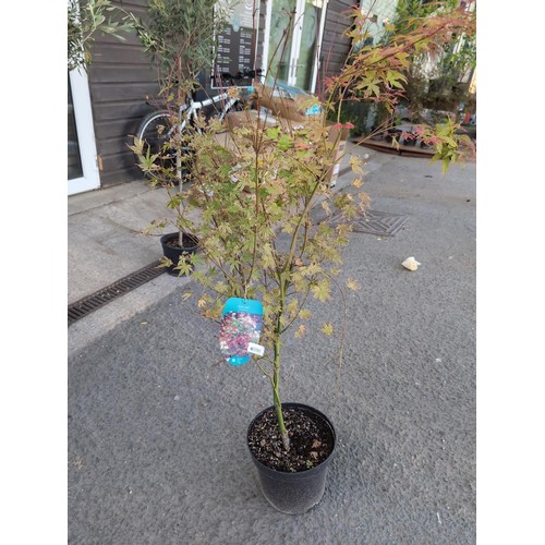 596 - Acer palmatum 'Phoenix' H110cmCultivationGrow in a moist but well-drained soil. Water in summer if n... 