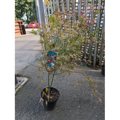 600 - Acer palmatum 'Phoenix' H115cmCultivationGrow in a moist but well-drained soil. Water in summer if n... 