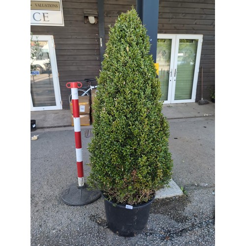 603 - Buxus sempervirens, conical shaped hedging, in pot. H110cm (not including pot)