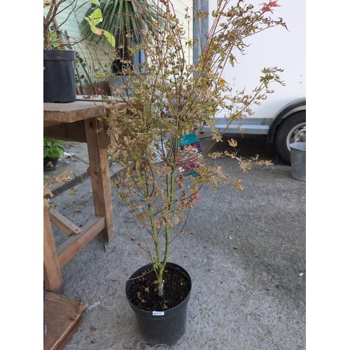 604 - Acer palmatum 'Phoenix' H110cmCultivationGrow in a moist but well-drained soil. Water in summer if n... 