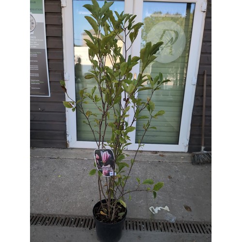 607 - Magnolia 'George Henry Kern'. H125cmCultivationGrow in moist but well-drained neutral to acid soil i... 