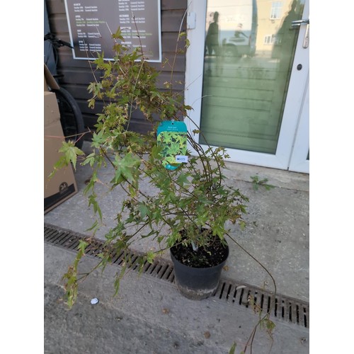 609 - Acer palmatum 'Berry Broom' H90cmCultivationGrow in moisture-retentive, well-drained, ideally slight... 