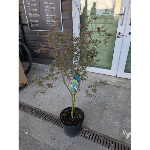 610 - Acer palmatum 'Seiryū' H90cmCultivationGrow in a moist but well-drained soil. Water in summer if nec... 