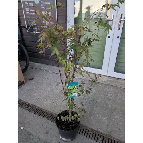 612 - Acer palmatum 'Berry Broom' H100cmCultivationGrow in moisture-retentive, well-drained, ideally sligh... 