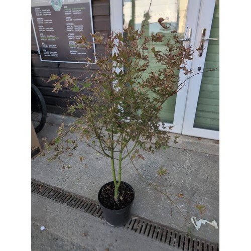 611 - Acer palmatum 'Phoenix' H100cmCultivationGrow in a moist but well-drained soil. Water in summer if n... 