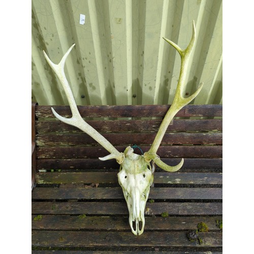 20 - Deer skull with both antlers complete.